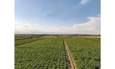 Finca en Venta en Jocolí, Lavalle - Mendoza - Oportunidad Rural 48 Hs