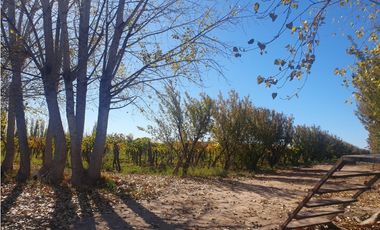 Finca en Venta en Jocolí, Lavalle - Mendoza - Oportunidad Rural 48 Hs