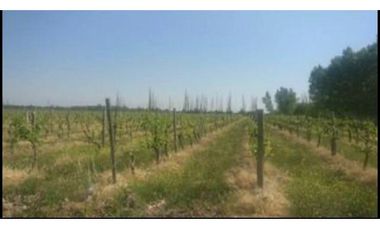 Finca en Venta en Jocolí, Lavalle - Mendoza - Oportunidad Rural 48 Hs
