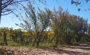 Finca en Venta en Jocolí, Lavalle - Mendoza - Oportunidad Rural 48 Hs