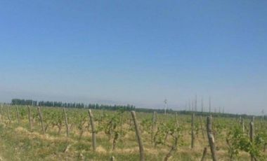 Finca en Venta en Jocolí, Lavalle - Mendoza - Oportunidad Rural 48 Hs