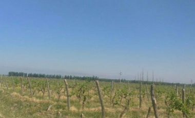 Finca en Venta en Jocolí, Lavalle - Mendoza - Oportunidad Rural 48 Hs