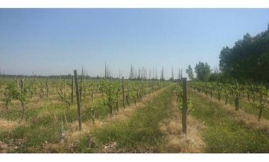 Finca en Venta en Jocolí, Lavalle - Mendoza - Oportunidad Rural 48 Hs