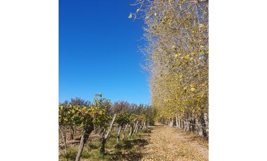 Finca en Venta en Jocolí, Lavalle - Mendoza - Oportunidad Rural 48 Hs