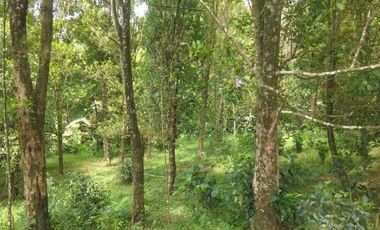 Dijual tanah kebun cengkeh produktif daerah dingin Bojong Purwakarta Jawa Barat