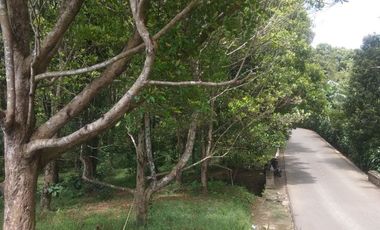 Dijual tanah kebun cengkeh produktif daerah dingin Bojong Purwakarta Jawa Barat