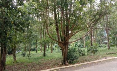 Dijual tanah kebun cengkeh produktif daerah dingin Bojong Purwakarta Jawa Barat