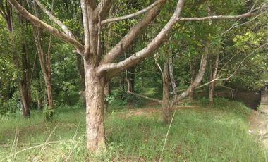 Dijual tanah kebun cengkeh produktif daerah dingin Bojong Purwakarta Jawa Barat