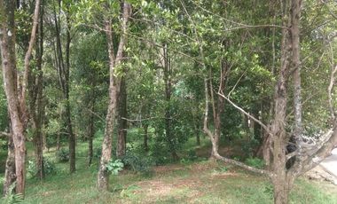 Dijual tanah kebun cengkeh produktif daerah dingin Bojong Purwakarta Jawa Barat