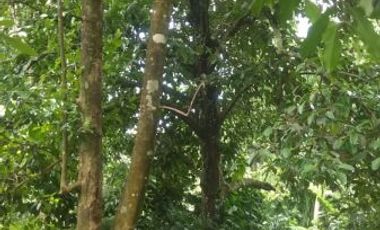 Dijual tanah kebun cengkeh produktif daerah dingin Bojong Purwakarta Jawa Barat