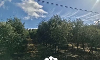 Sitio en Venta en camino a pencahue , sector quepo, camino a hacia el norte