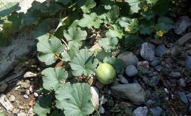 CASA EN VENTA EN KILOMETRO 48- MANIZALES