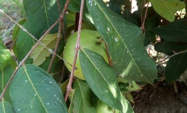 CASA EN VENTA EN KILOMETRO 48- MANIZALES