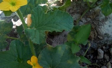 CASA EN VENTA EN KILOMETRO 48- MANIZALES