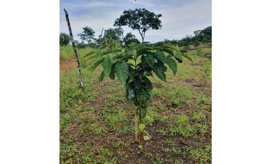 Se Vende Finca 14.5 Ha La Chorrera Iturralde $660.000.00