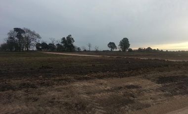 CAMPOS DE VICTORIA CANNING! ULTIMOS LOTES.