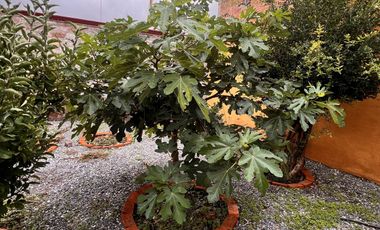 Casa en Venta Col.Centro