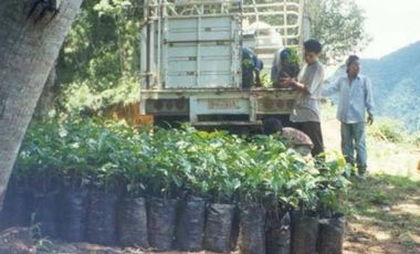 VT-063 RANCHO CAFETALERO PRODUCTIVO EN, Villaflores, Chiapas