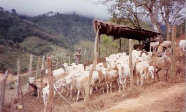 VT-063 RANCHO CAFETALERO PRODUCTIVO EN, Villaflores, Chiapas