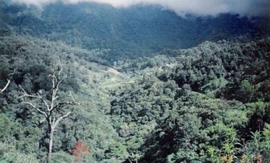 VT-063 RANCHO CAFETALERO PRODUCTIVO EN, Villaflores, Chiapas