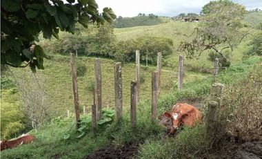 Finca ganadera en filandia 14 cuadras con vista y excelente aguas