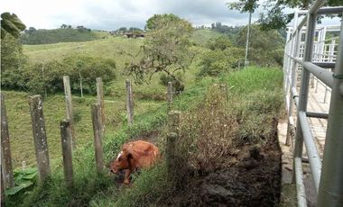 Finca ganadera en filandia 14 cuadras con vista y excelente aguas