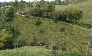 Finca ganadera en filandia 14 cuadras con vista y excelente aguas