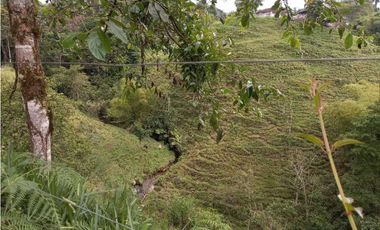 Finca ganadera en filandia 14 cuadras con vista y excelente aguas