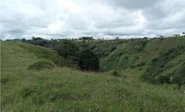 Finca ganadera en filandia 14 cuadras con vista y excelente aguas