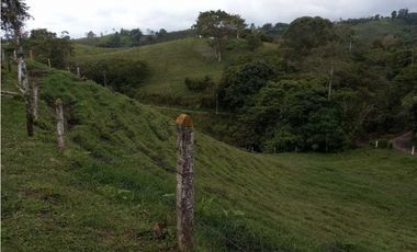 Finca ganadera en filandia 14 cuadras con vista y excelente aguas
