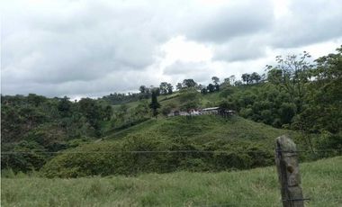 Finca ganadera en filandia 14 cuadras con vista y excelente aguas