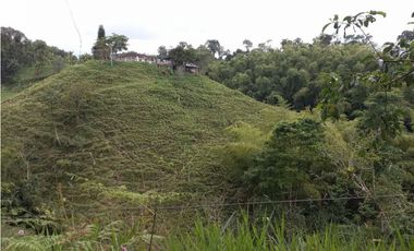 Finca ganadera en filandia 14 cuadras con vista y excelente aguas