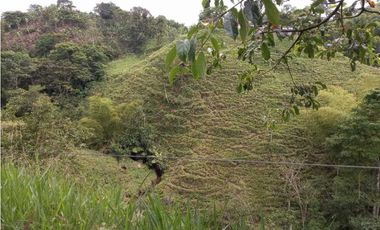Finca ganadera en filandia 14 cuadras con vista y excelente aguas