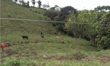 Finca ganadera en filandia 14 cuadras con vista y excelente aguas