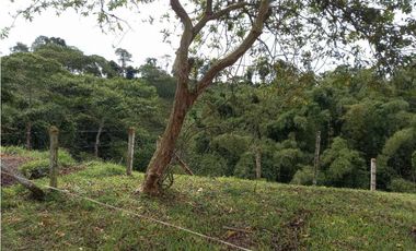 Finca ganadera en filandia 14 cuadras con vista y excelente aguas