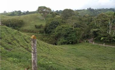 Finca ganadera en filandia 14 cuadras con vista y excelente aguas