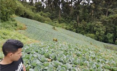 VENDO 6.5 HAS CERRO PUNTA TITULADA