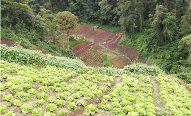 VENDO 6.5 HAS CERRO PUNTA TITULADA