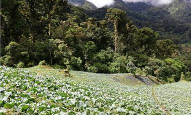VENDO 6.5 HAS CERRO PUNTA TITULADA