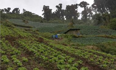 VENDO 6.5 HAS CERRO PUNTA TITULADA