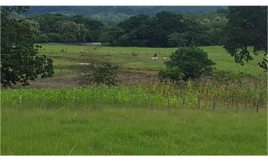 VENDO/ALQUILO 33 HECTAREAS VIA OL