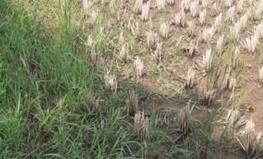 Tanah Dijual di Cibiru Bandung