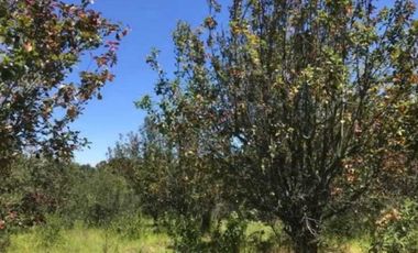 Excelente terreno con arboles frutales, pozo y servicios, magnífico precio