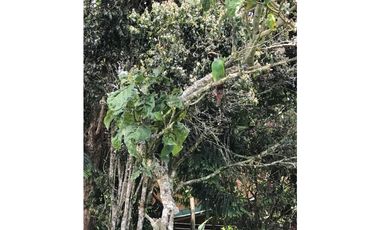 VENTA  CASA-FINCA VEREDA SANTA ELENA  - MEDELLIN