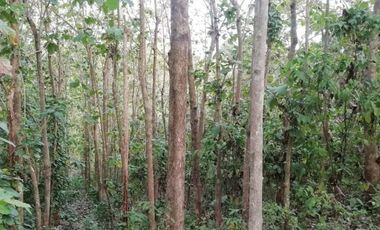 cheap sale of teak tree land in Tabanan Bali