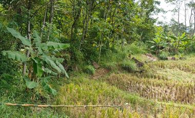 Jual tanah sawah dan kebun pemandangan bagus di Kertasari Bojong Purwakarta Jawa Barat