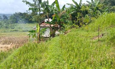 Jual tanah sawah dan kebun pemandangan bagus di Kertasari Bojong Purwakarta Jawa Barat