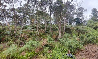Lote en caldas sector la Miel