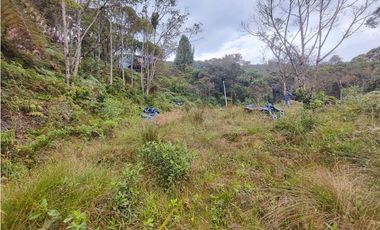 Lote en caldas sector la Miel