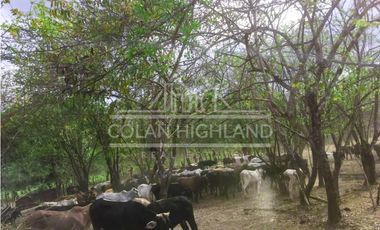 Se Vende Finca en Mogollón, Macaracas, Los Santos 